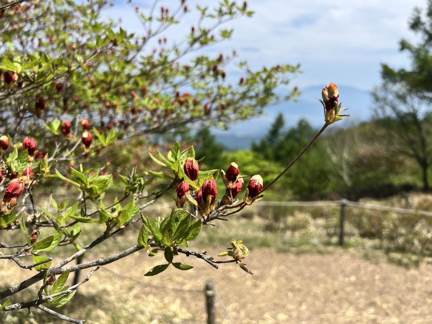 260519甘利山