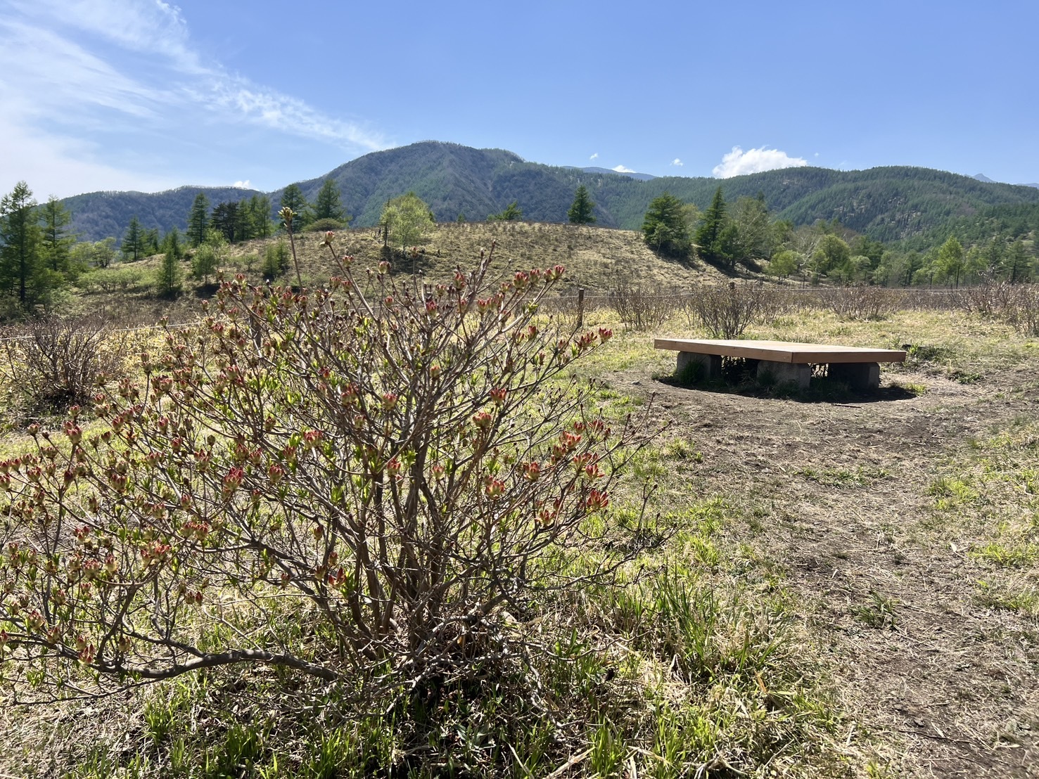 260519甘利山