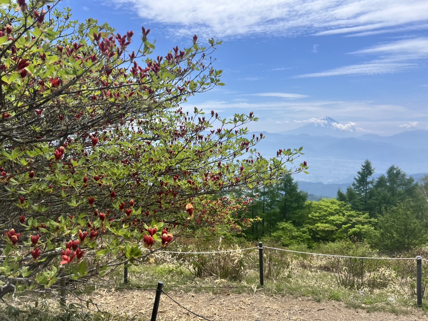 260520甘利山