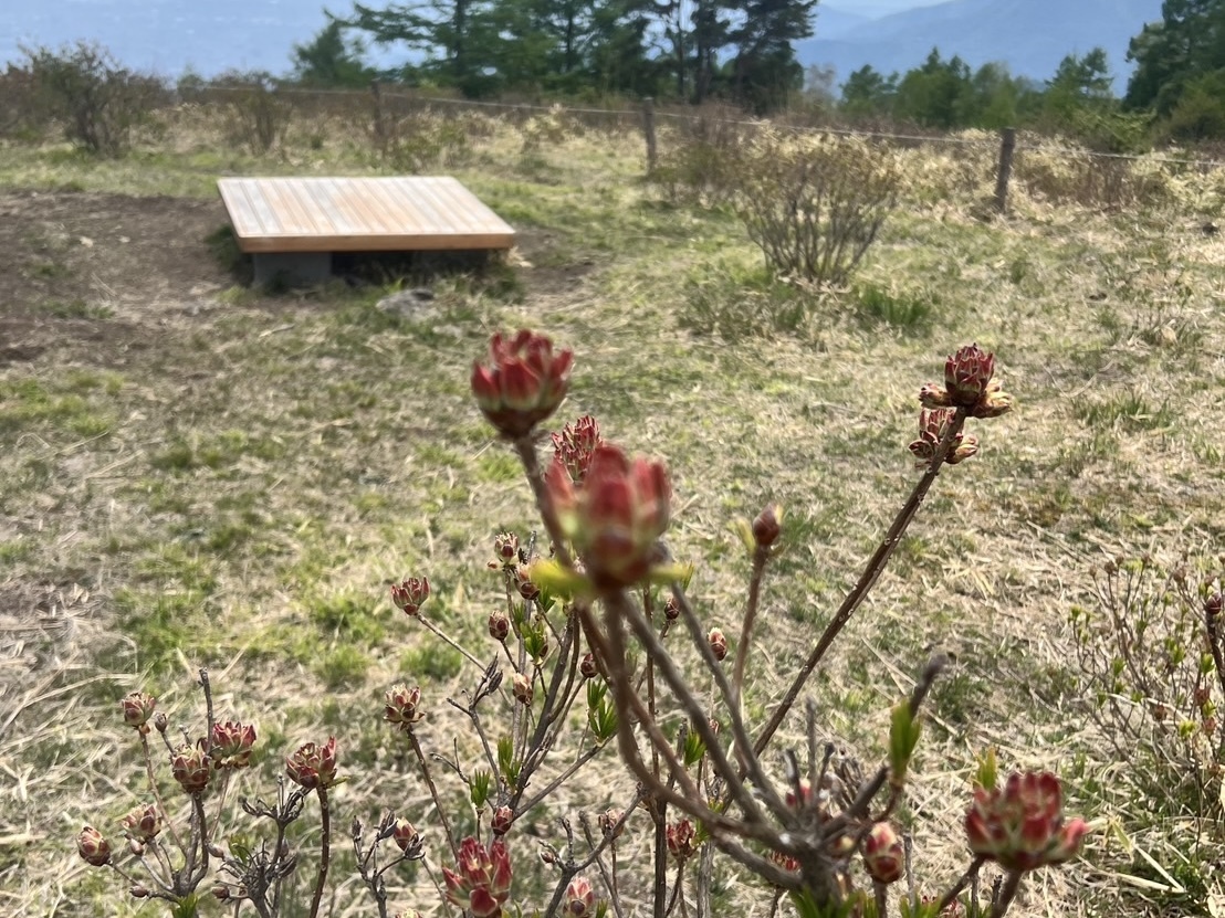 260520甘利山