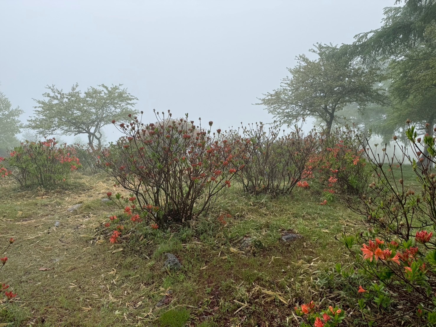 260522甘利山