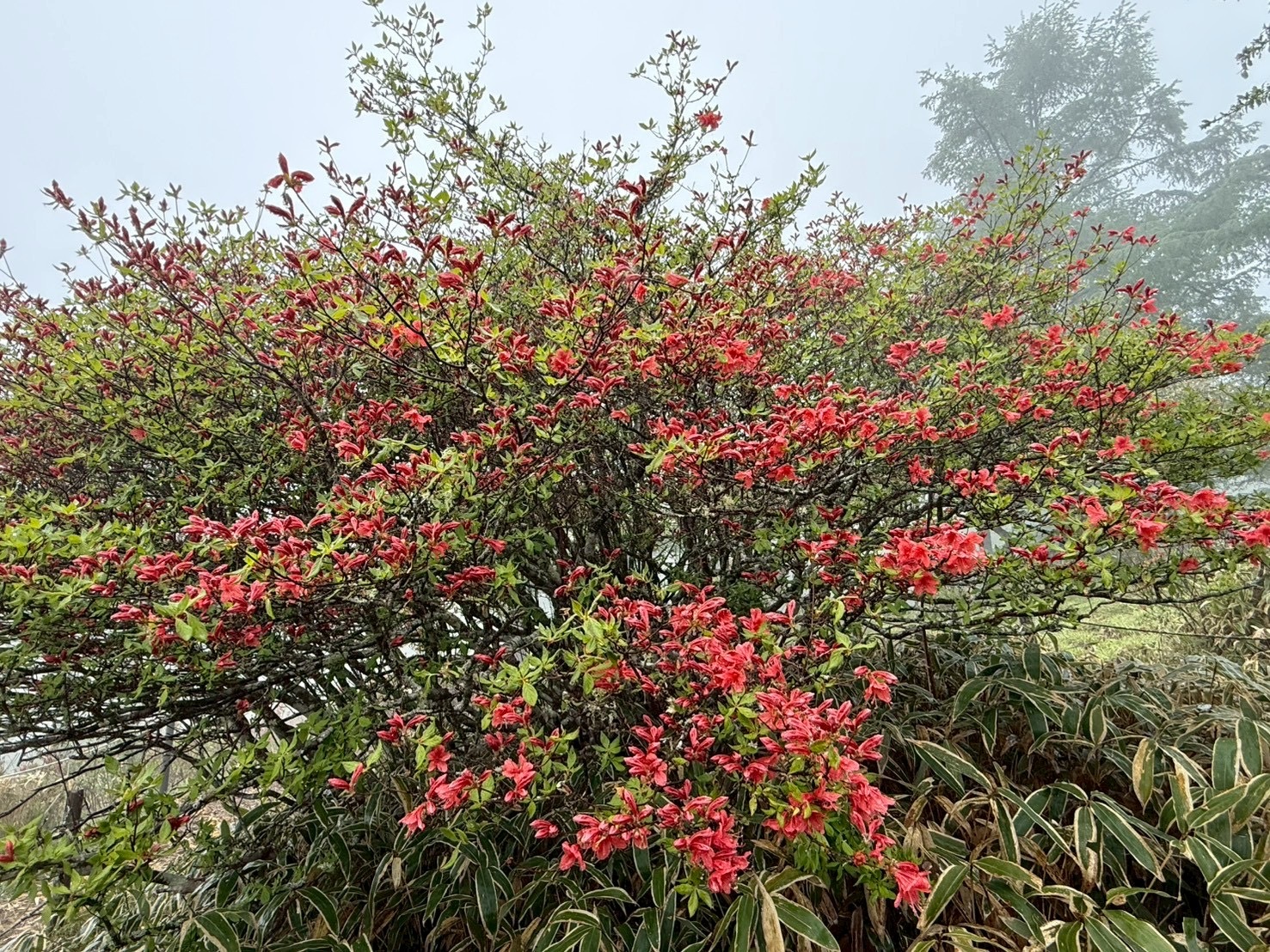 260522甘利山