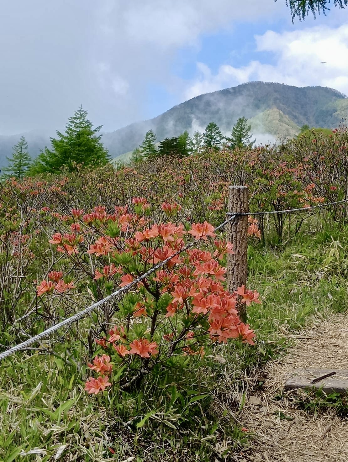260525甘利山