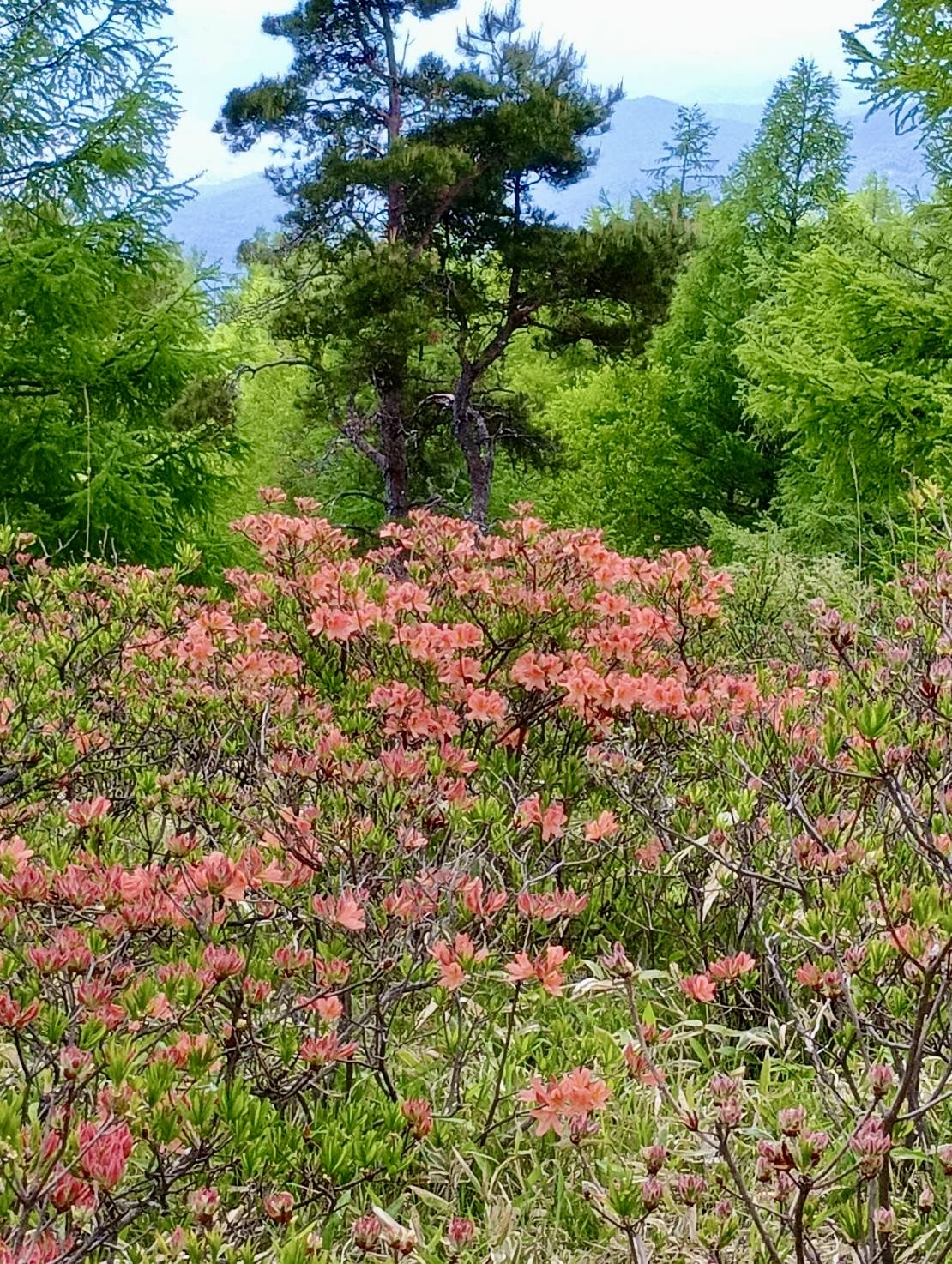 260525甘利山