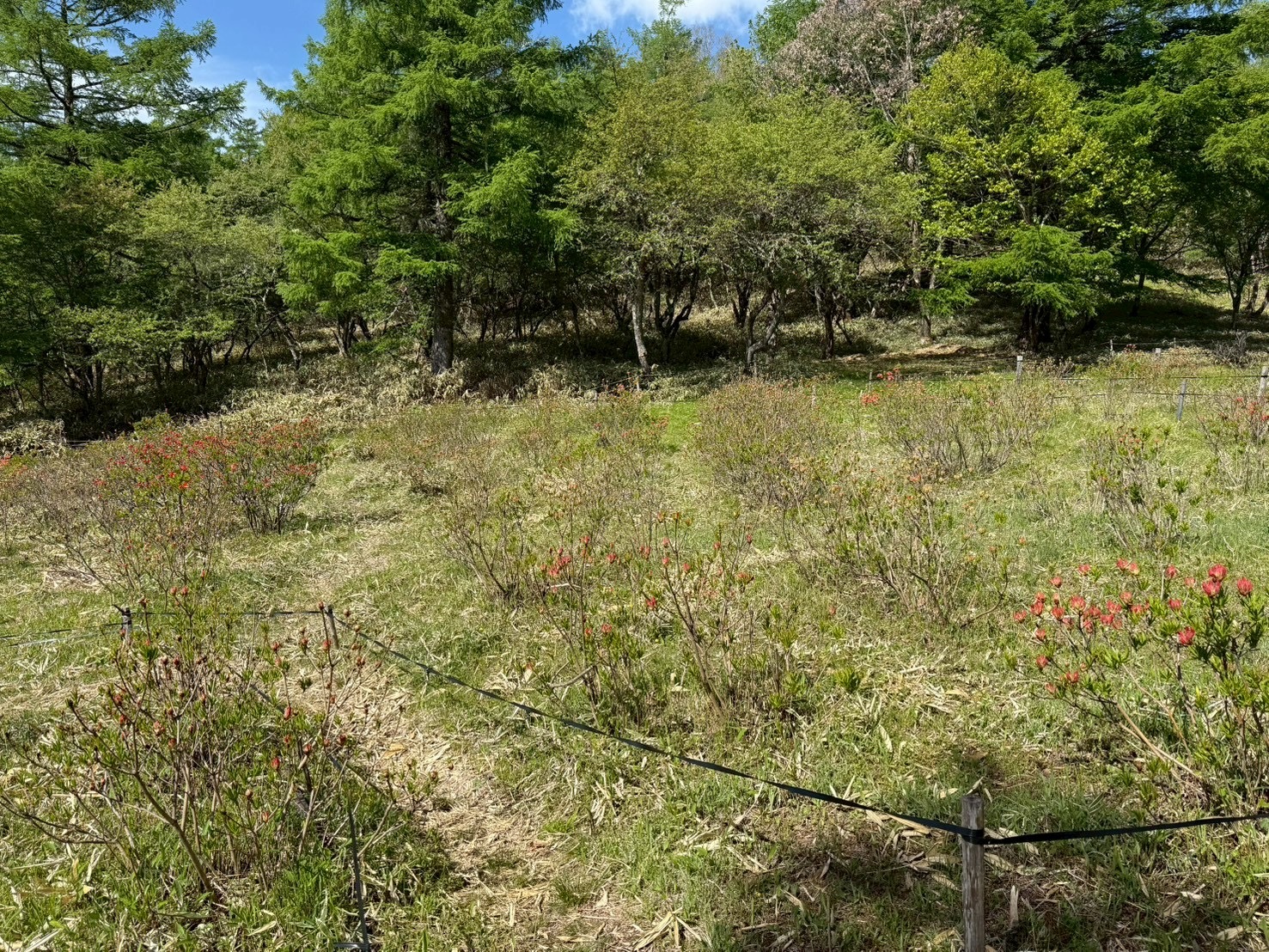 260525甘利山