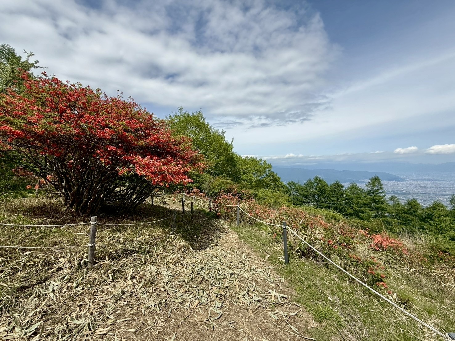 260525甘利山