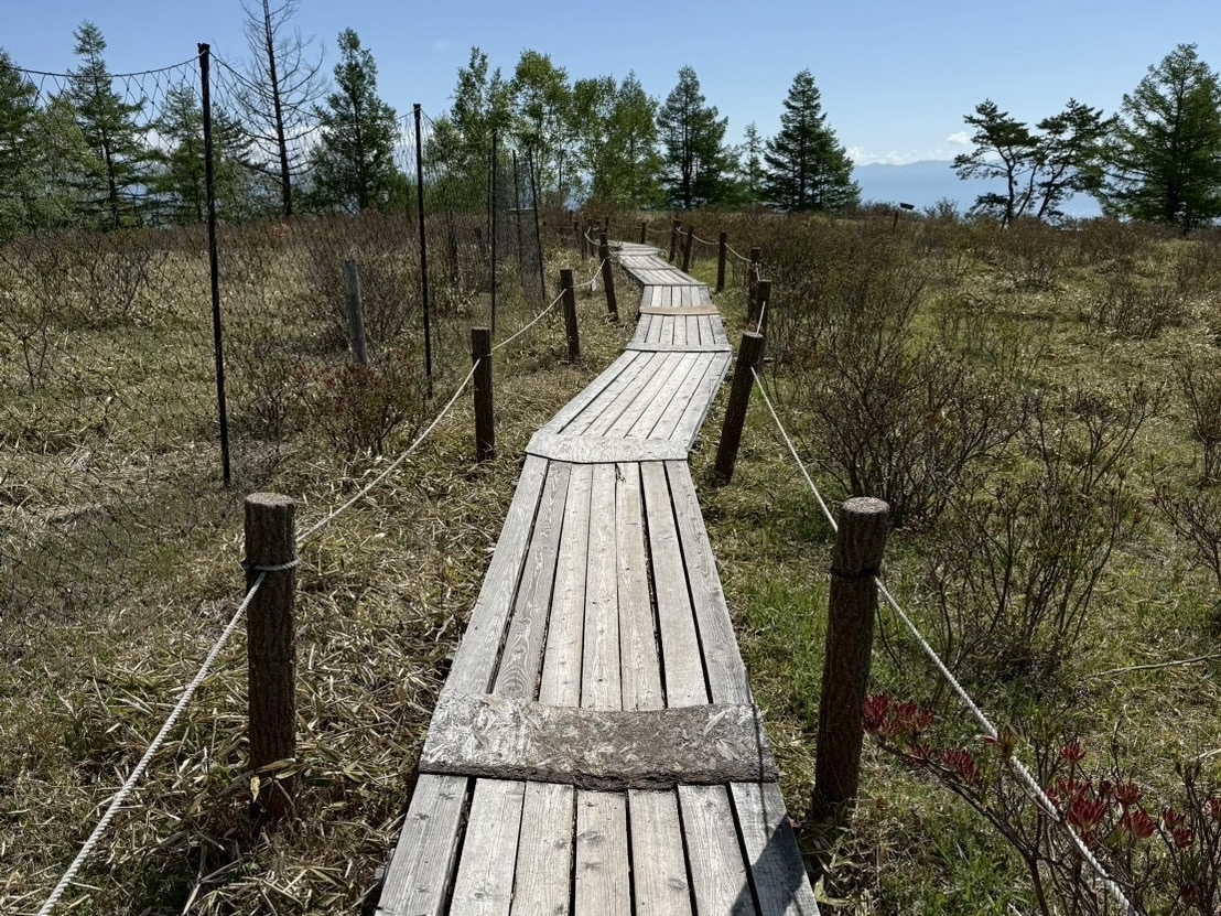 260525甘利山