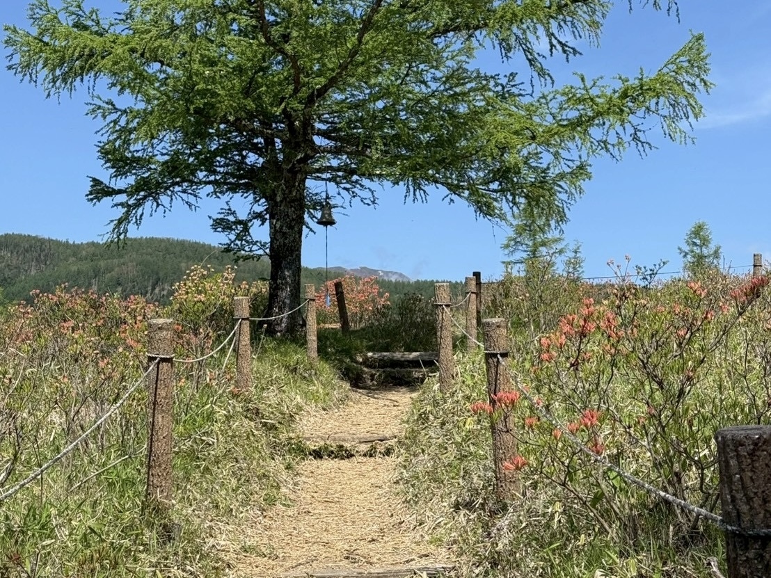 260525甘利山