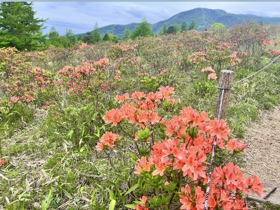 260527甘利山