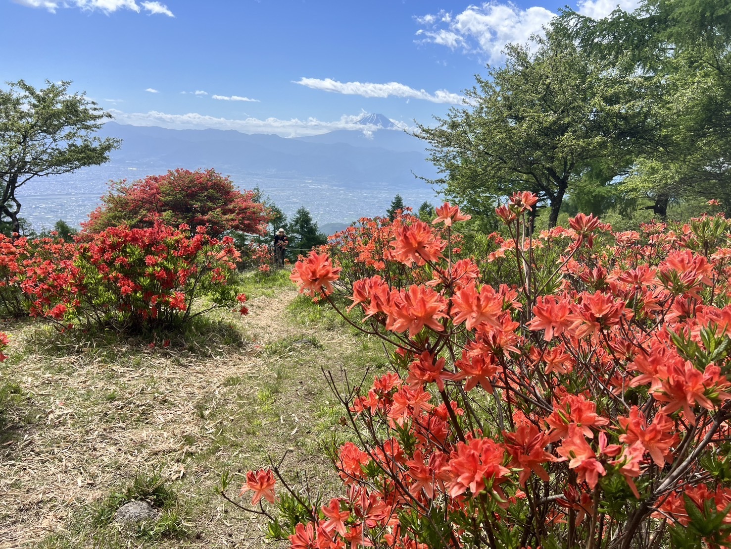 260529甘利山