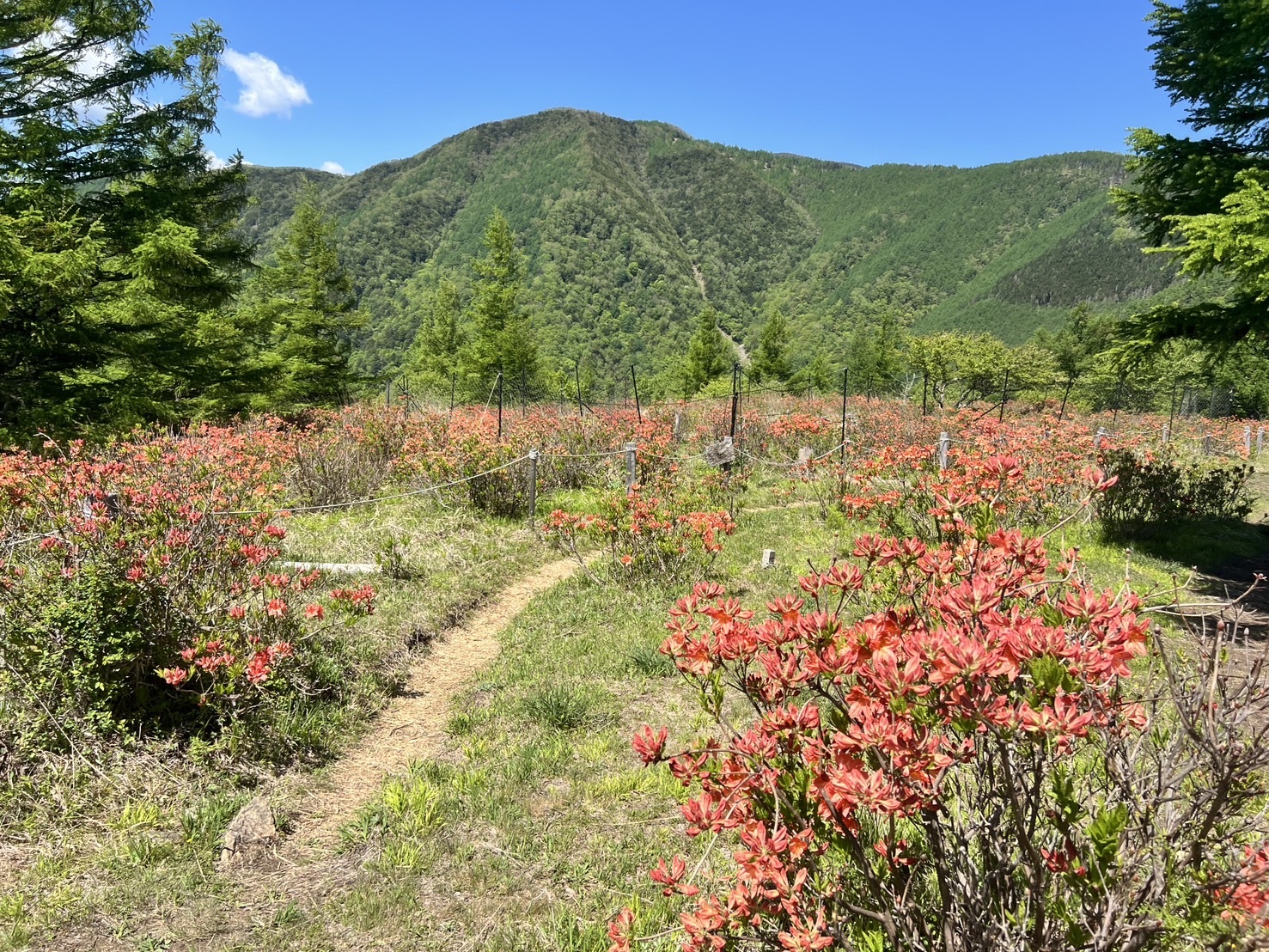 260529甘利山