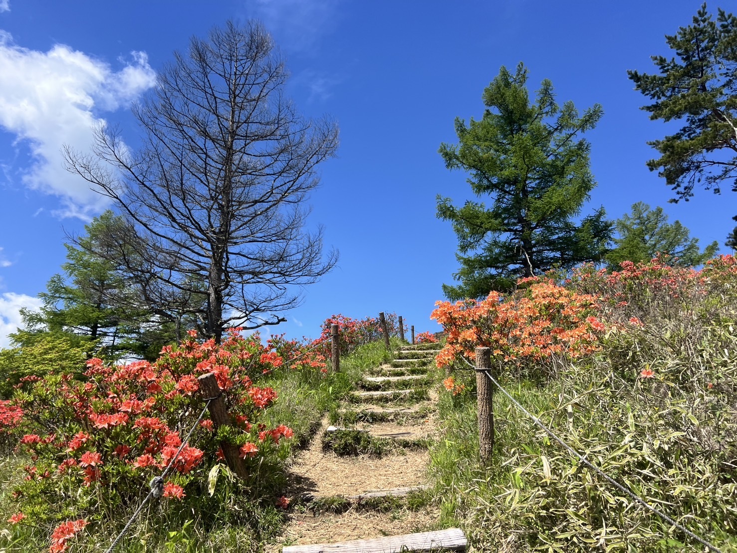 260529甘利山