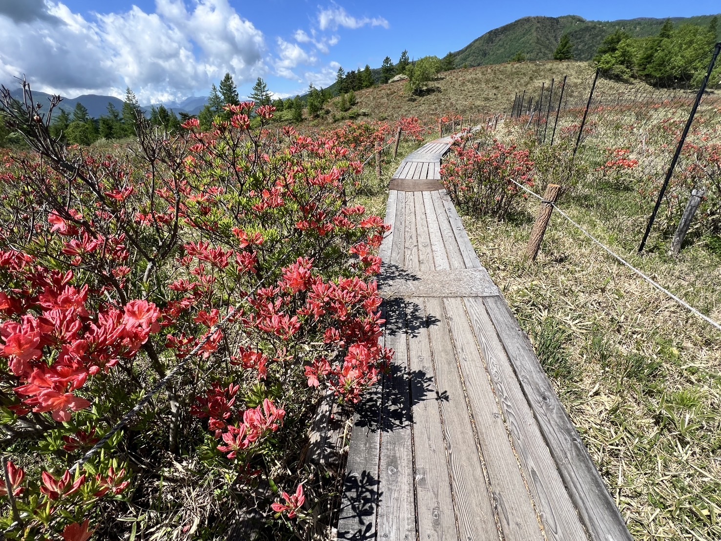 260529甘利山