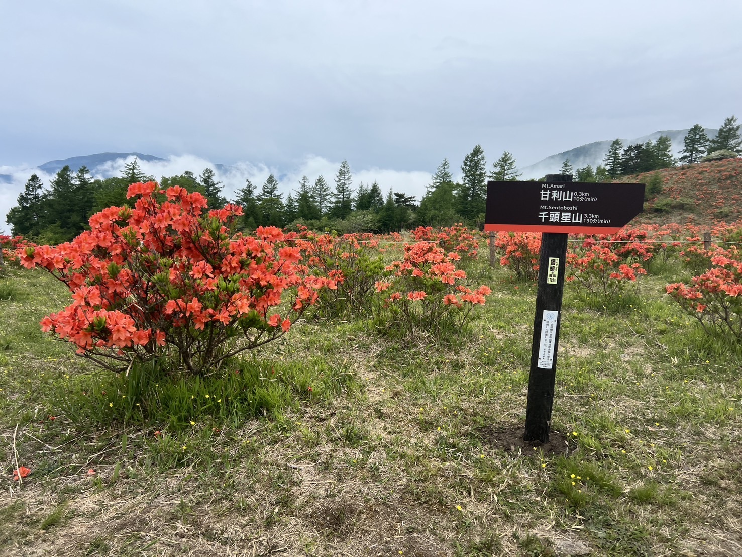 260602甘利山