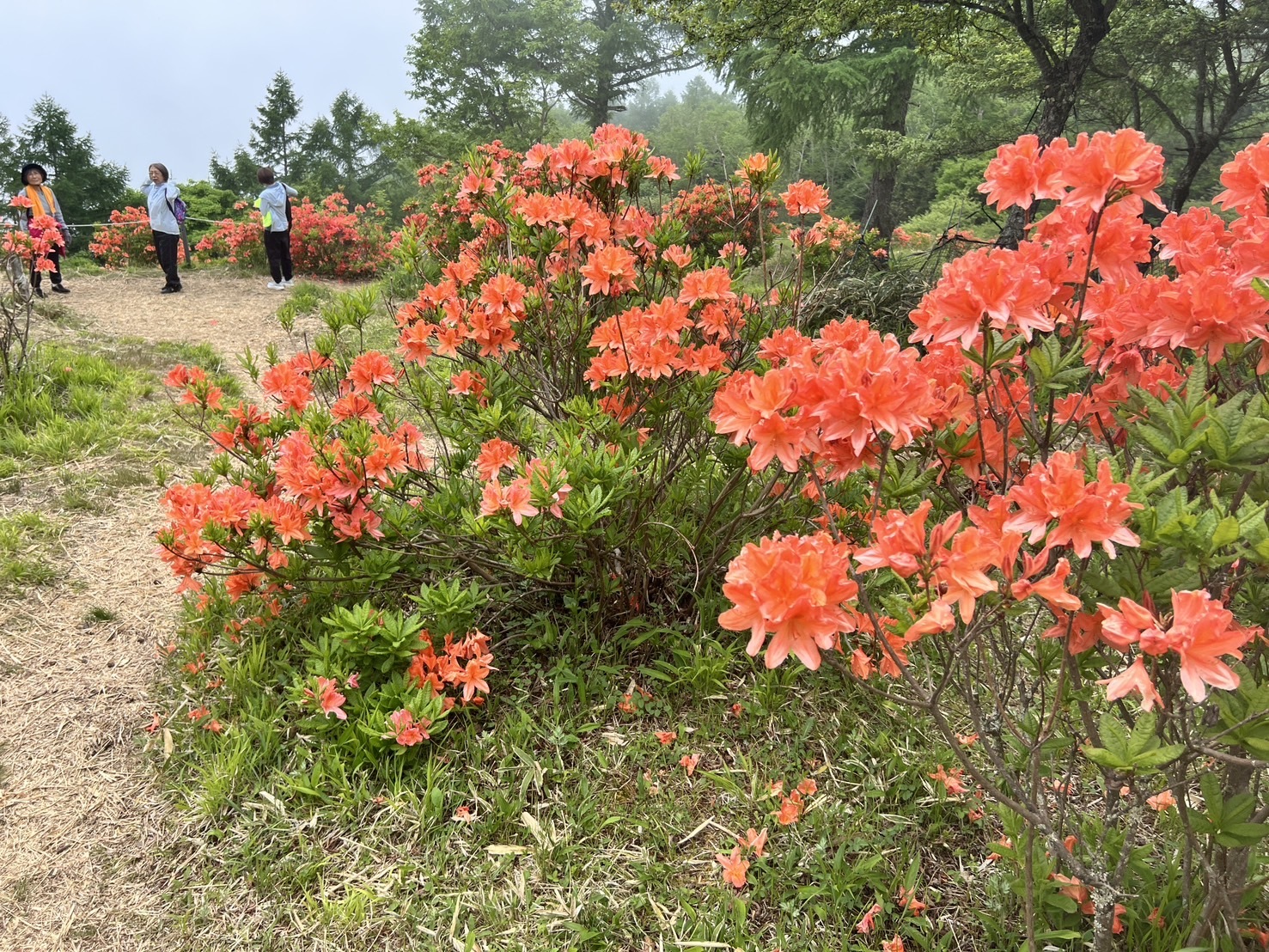 260602甘利山