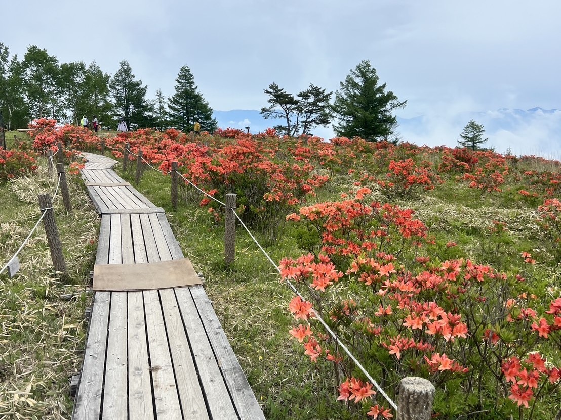 260602甘利山
