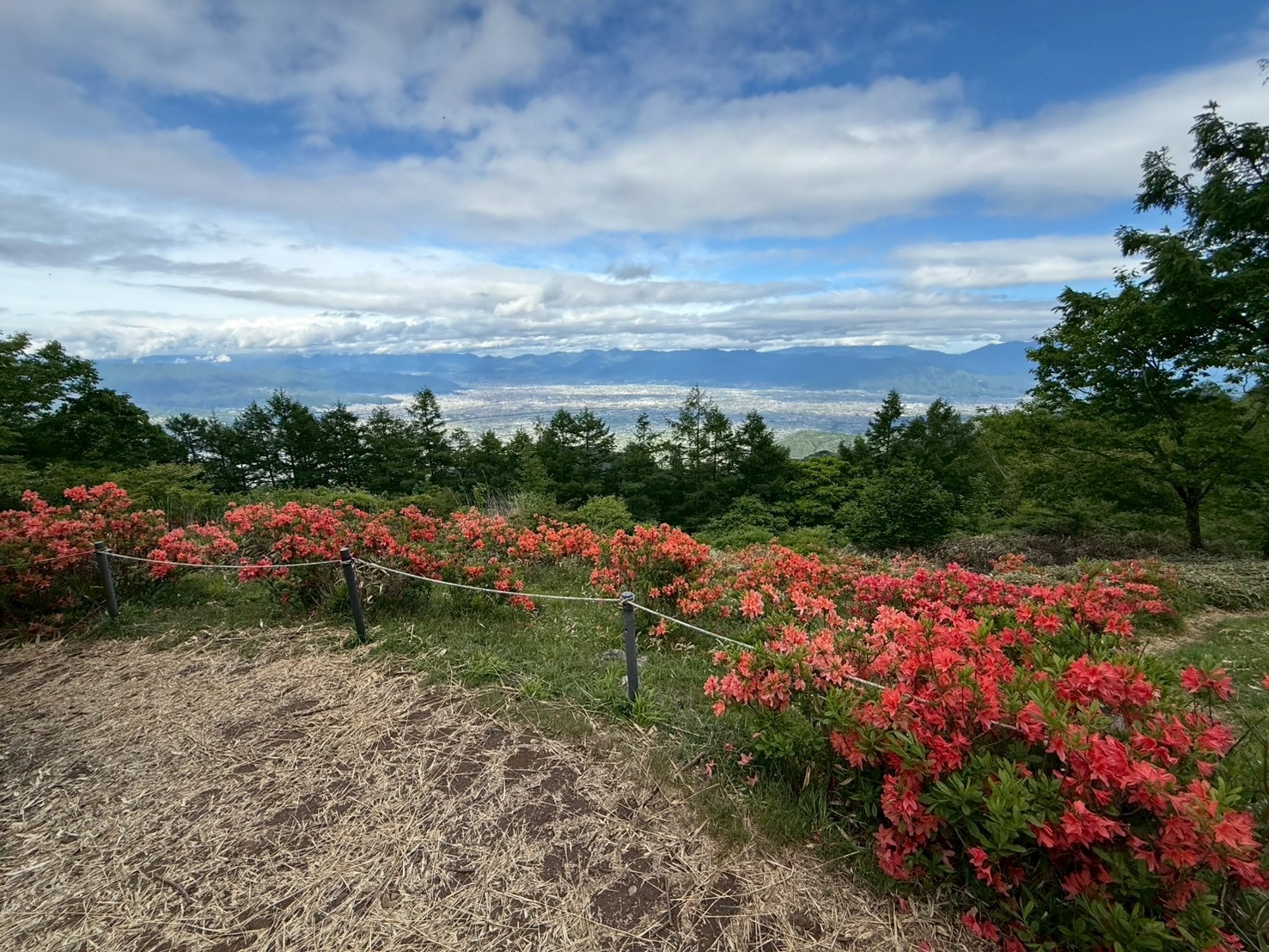260603甘利山