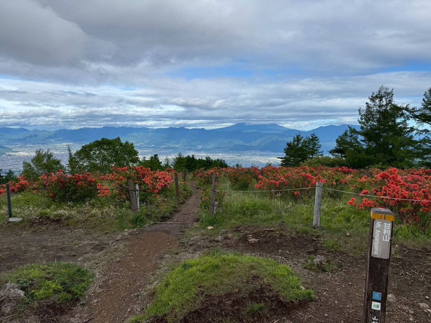 260603甘利山