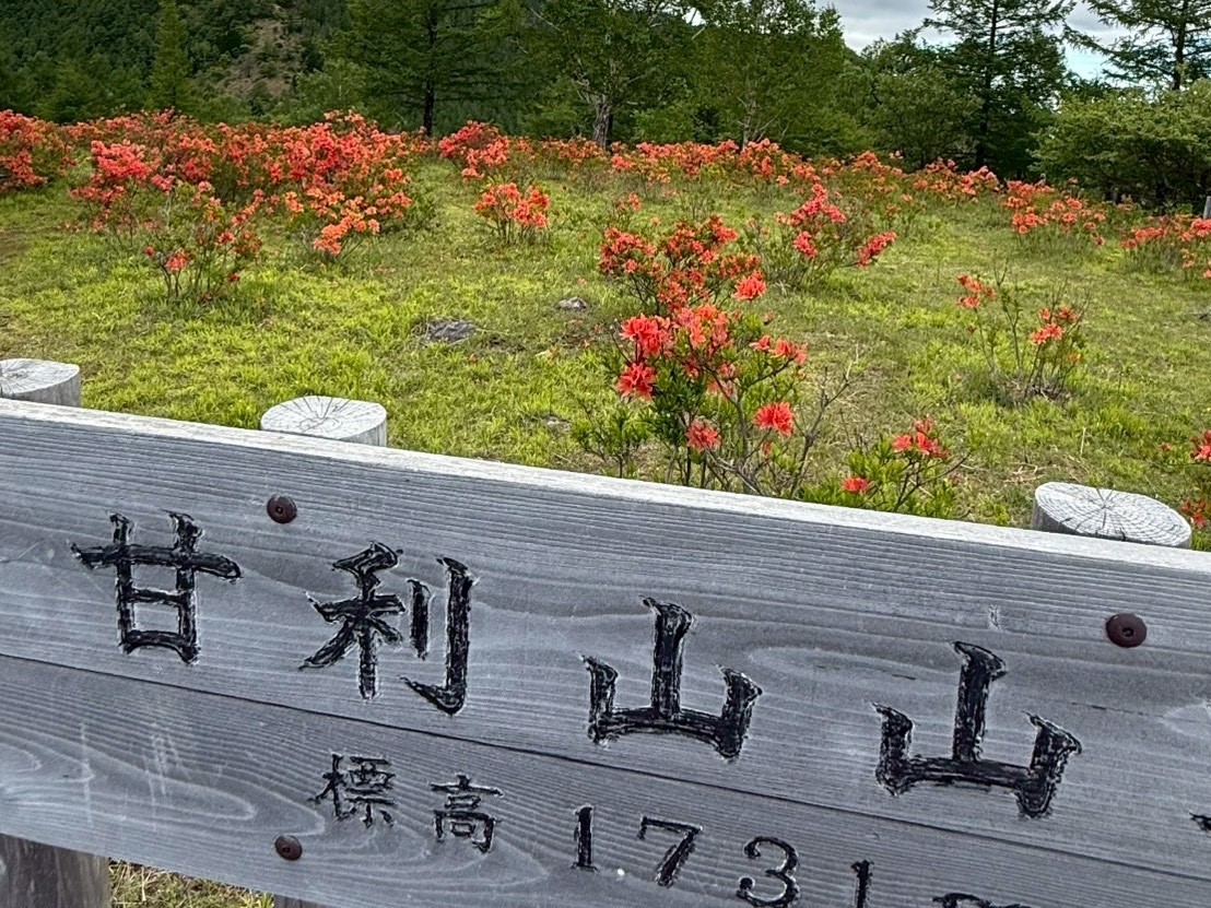 260603甘利山