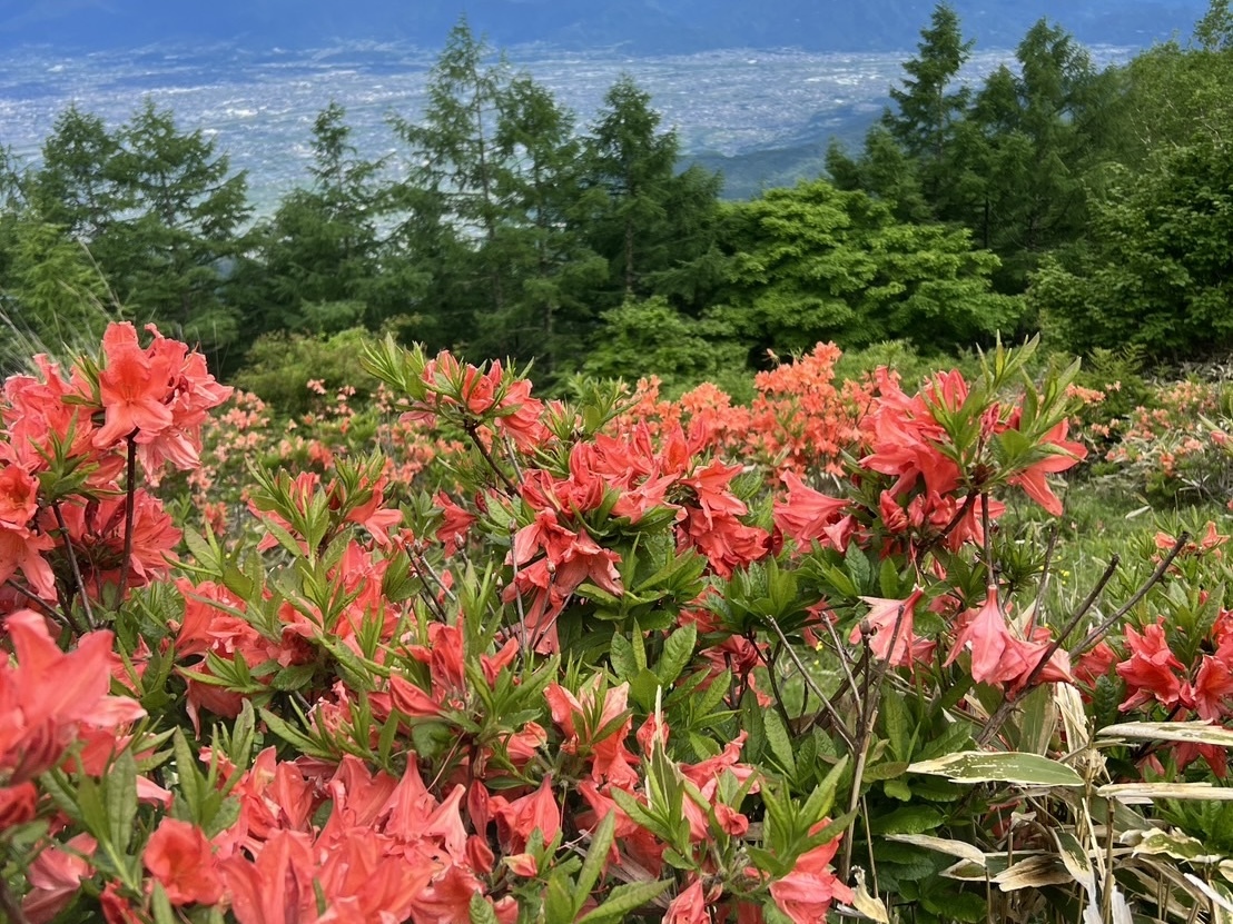260608甘利山