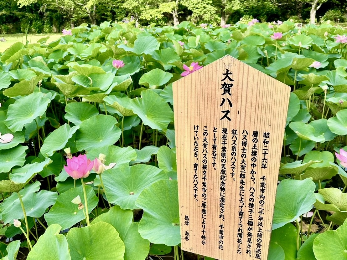 260714穴山町大賀ハス