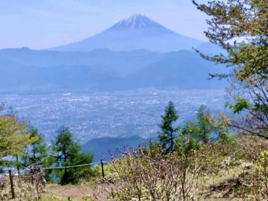 240518甘利山レンゲツツジ