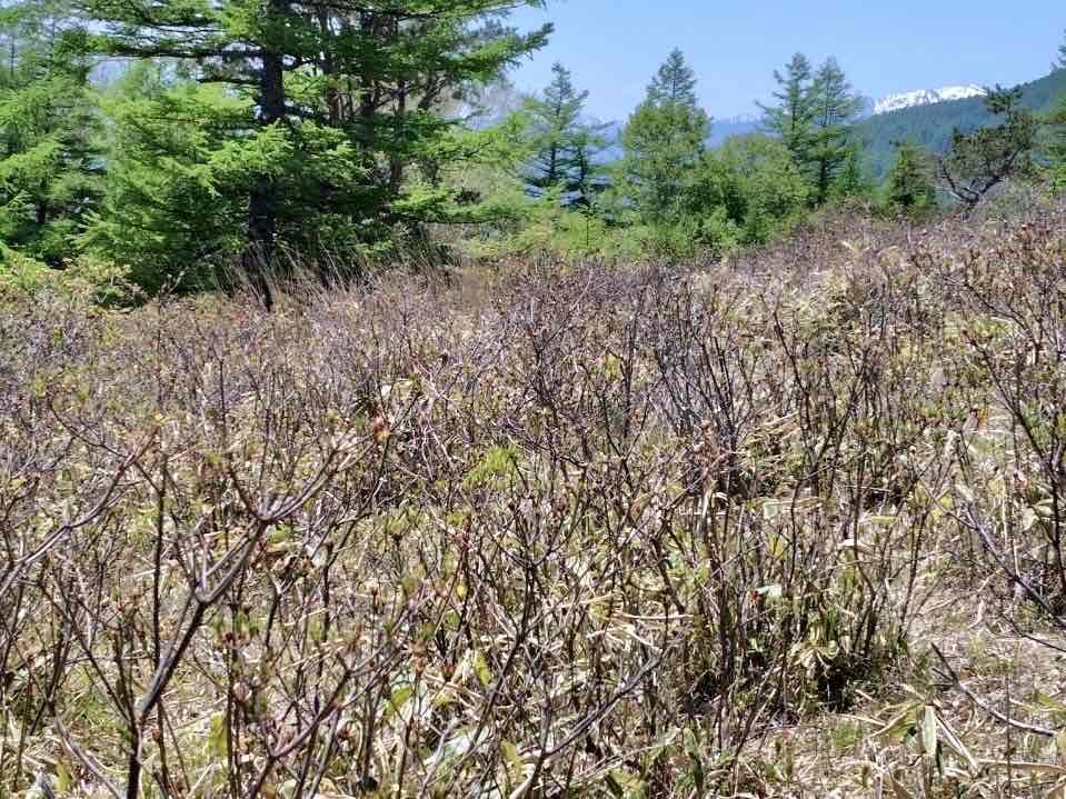 240518甘利山レンゲツツジ