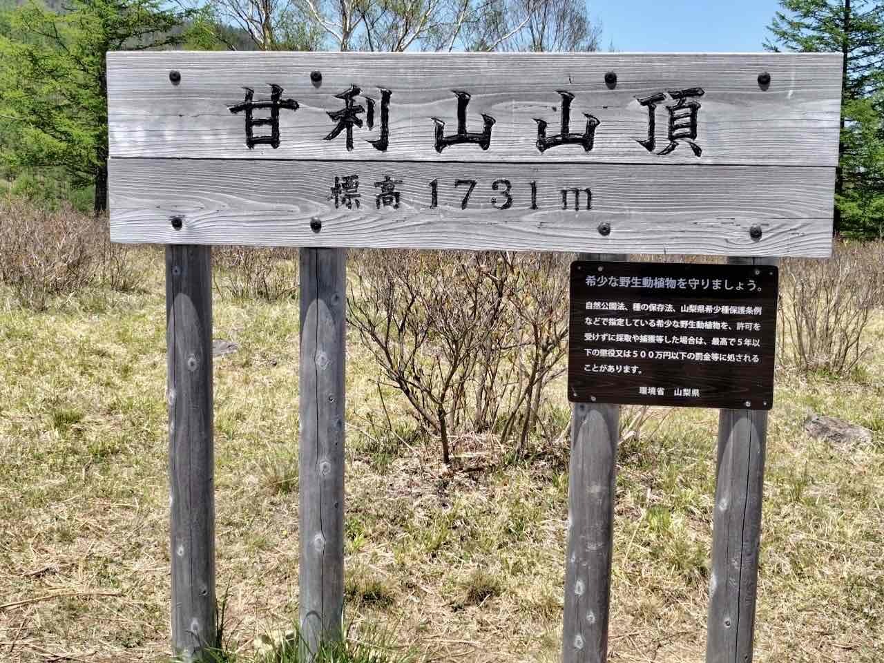 240518甘利山レンゲツツジ