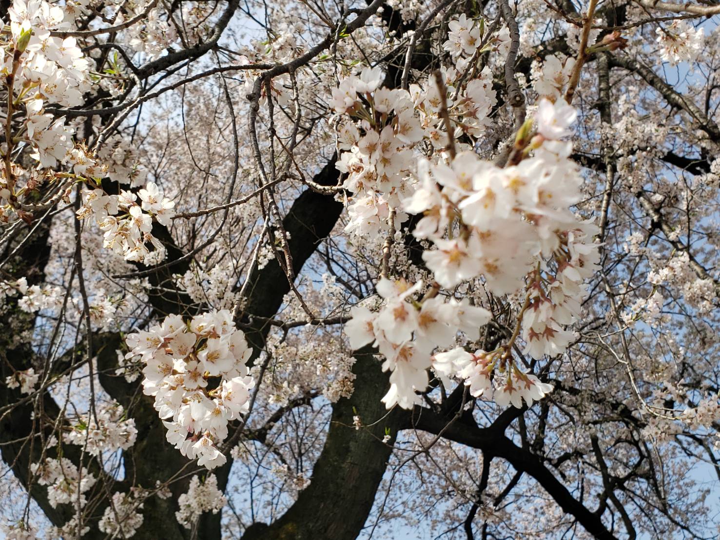 わに塚桜