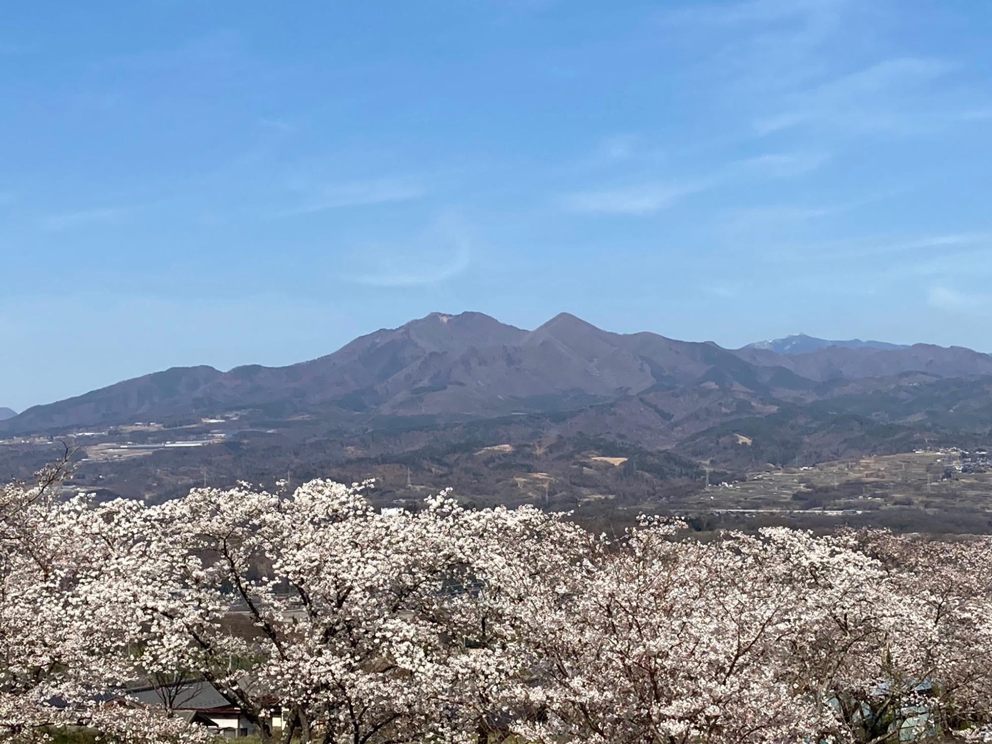 桜と茅ヶ岳