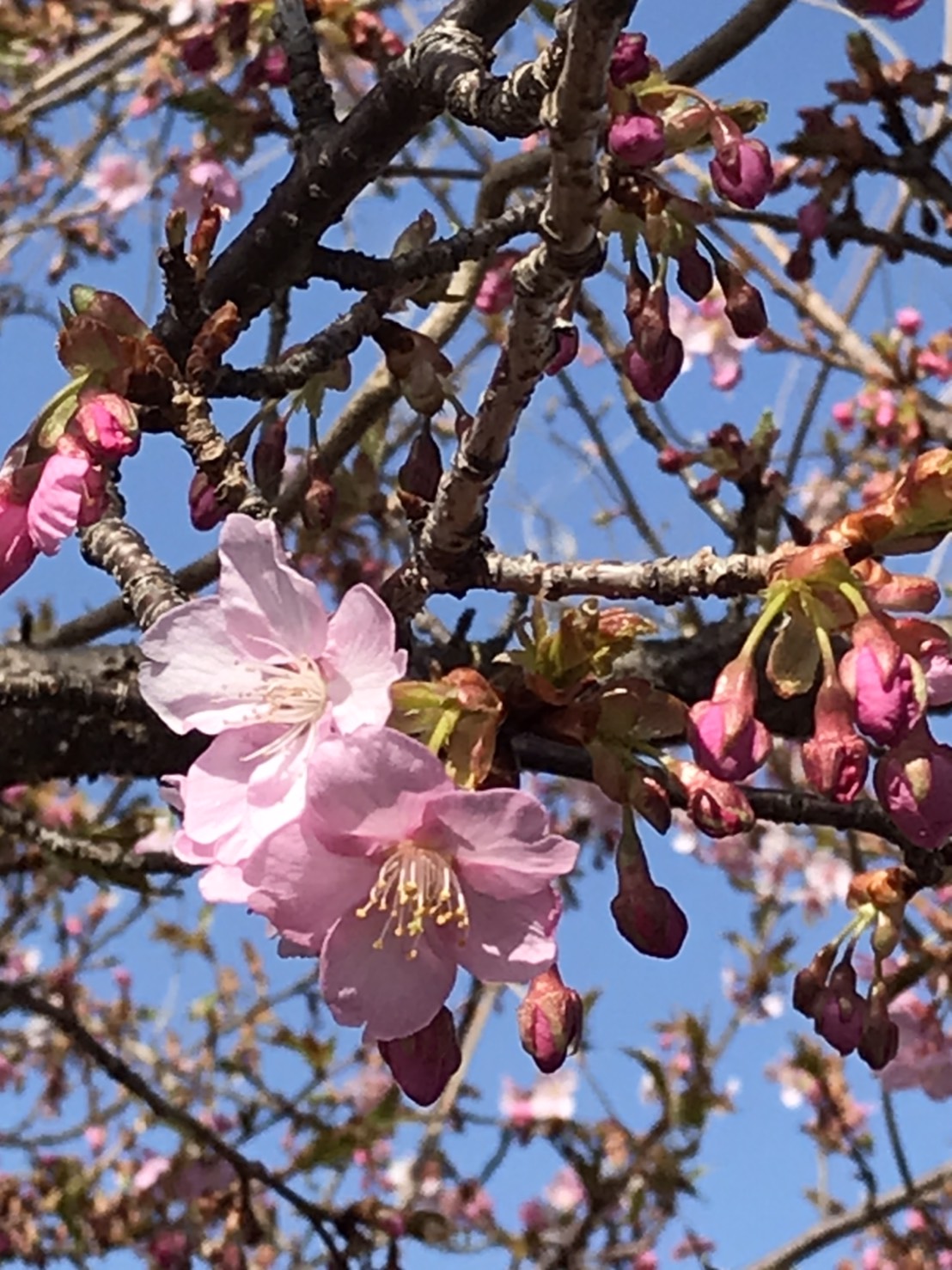 穴山駅線路沿いの桜が開花