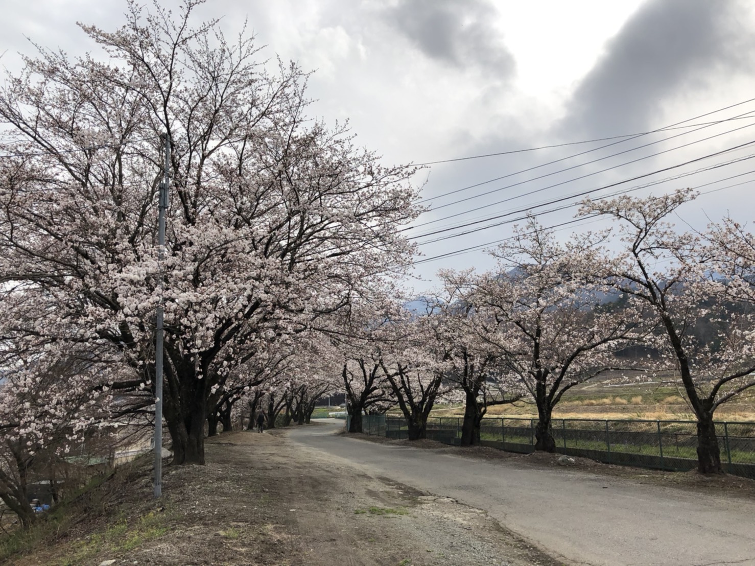 徳島堰沿いの桜