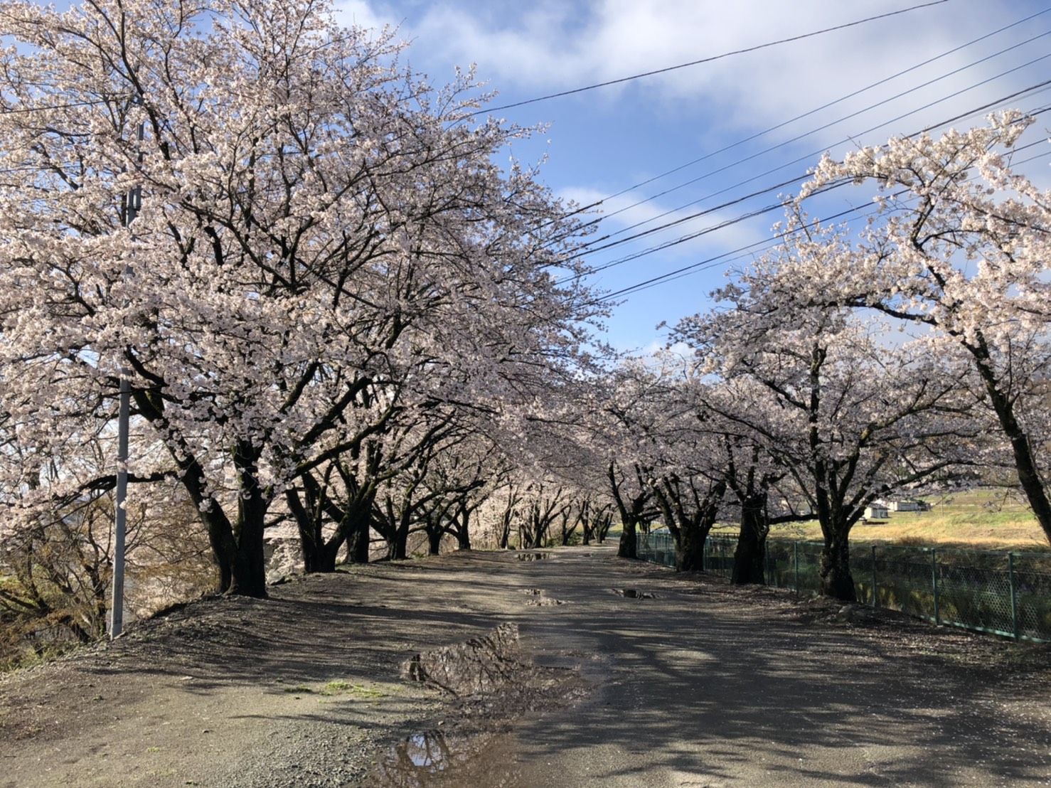 徳島堰沿いの桜の様子