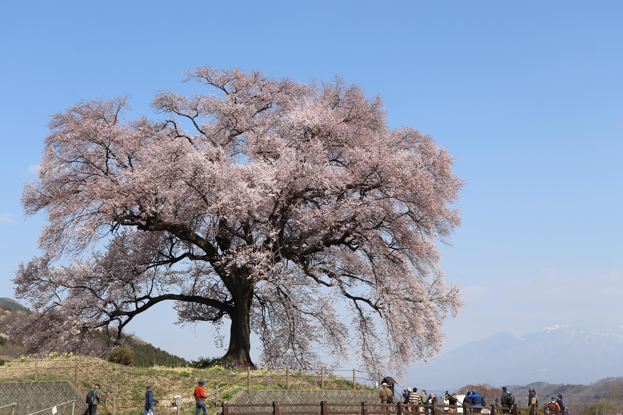 満開のわに塚のサクラ