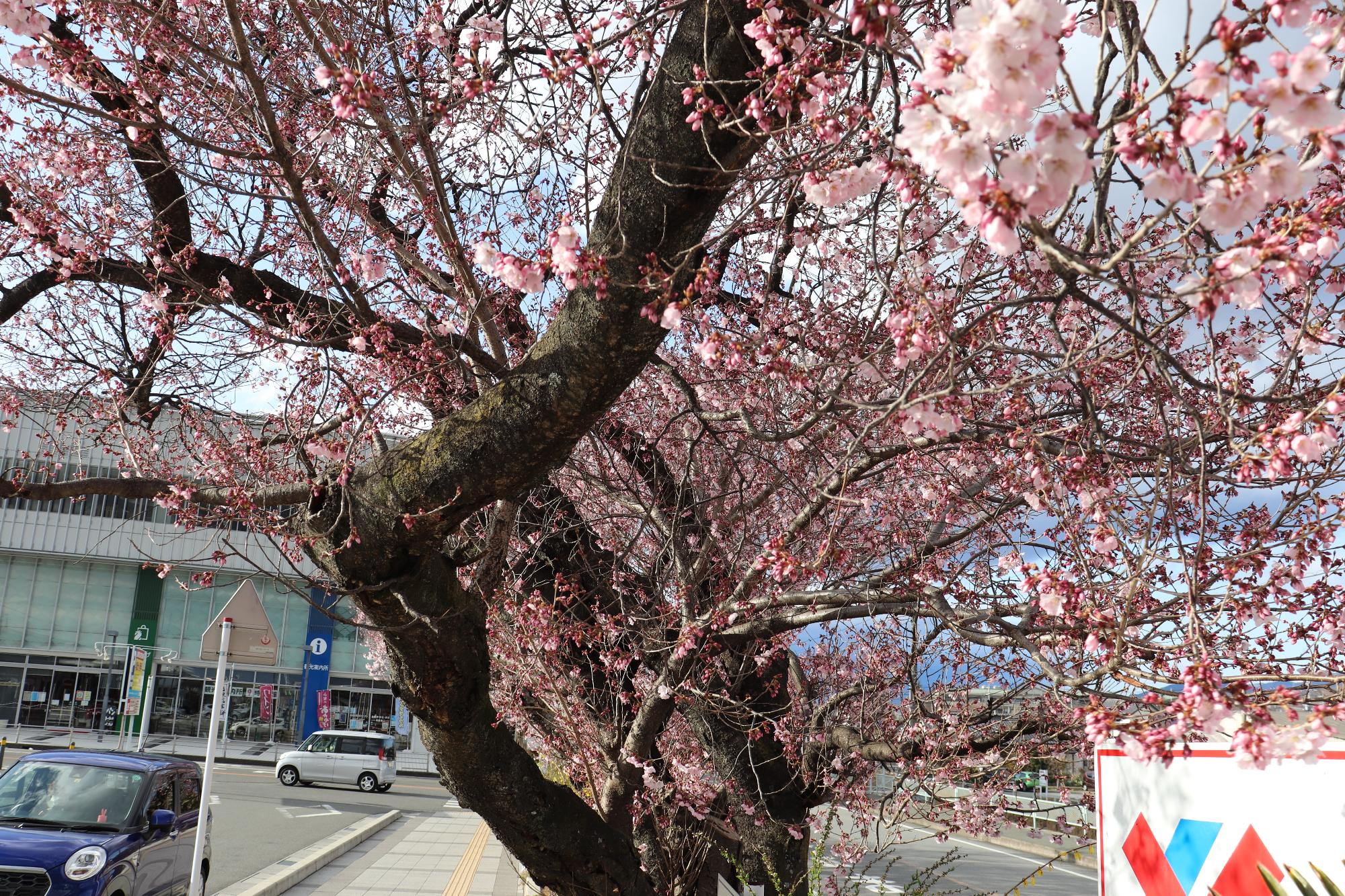 韮崎駅前のコヒガンザクラの開花の様子