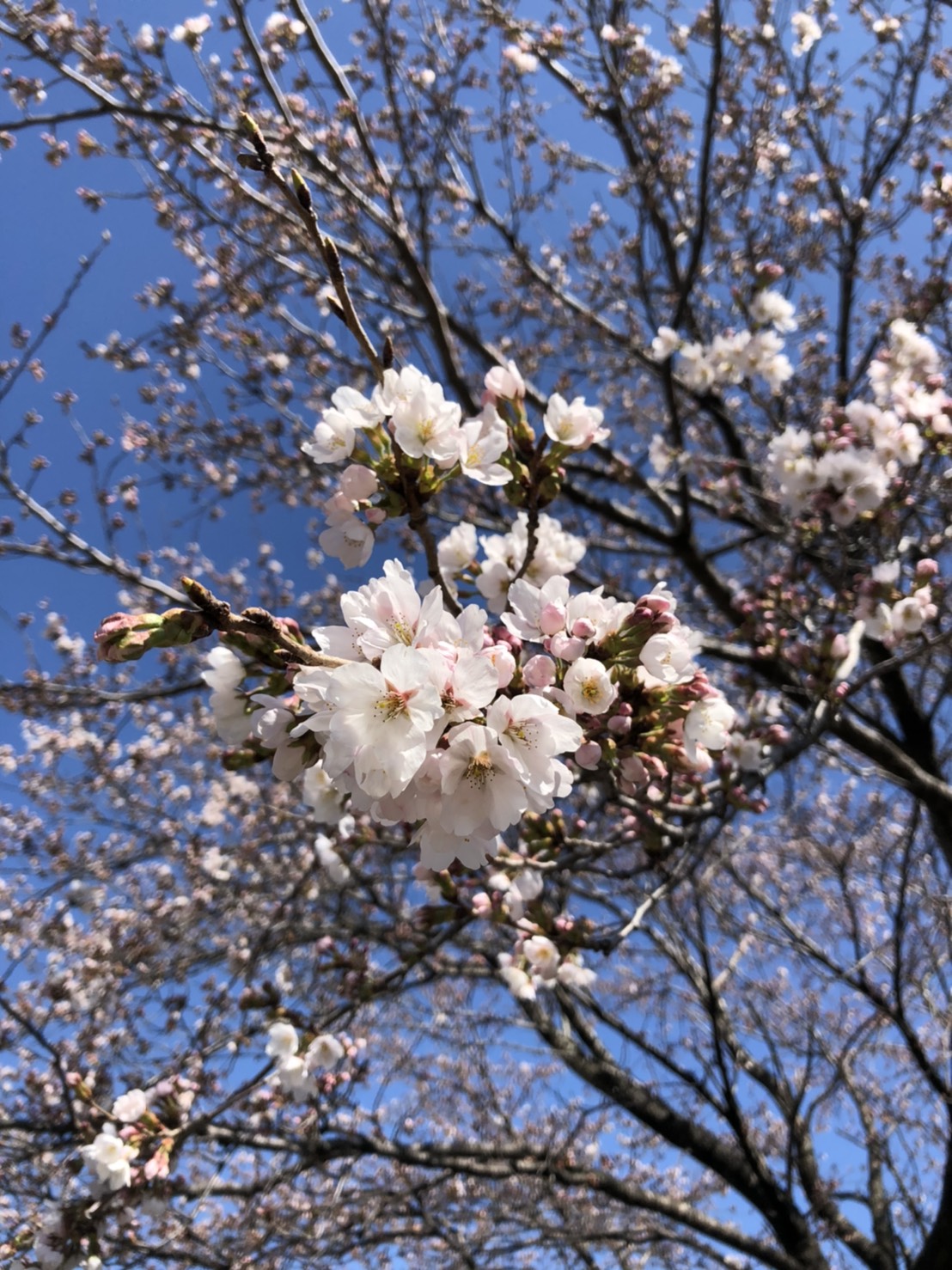 徳島堰沿いの桜開花の様子
