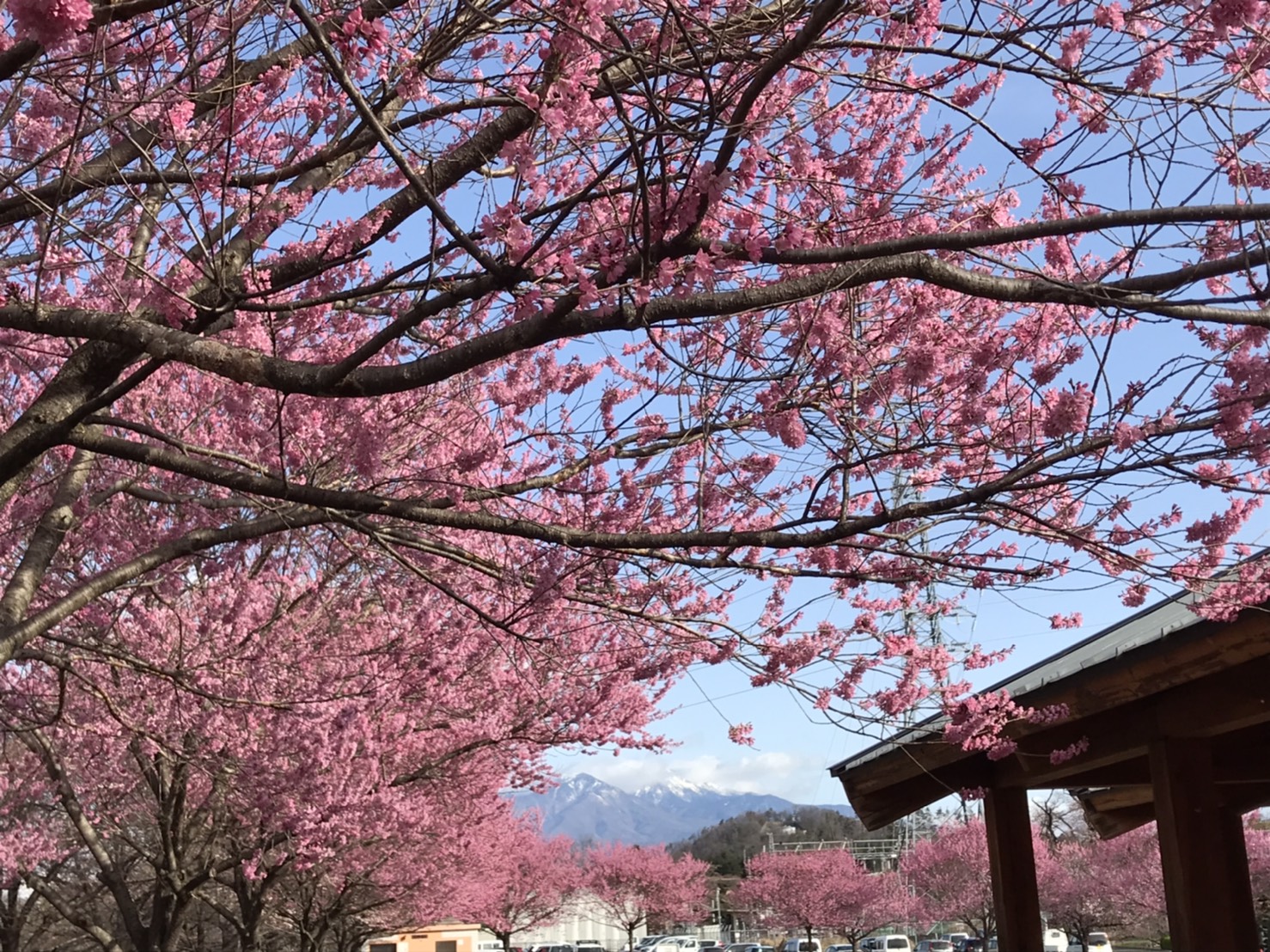 穴山さくら公園の桜