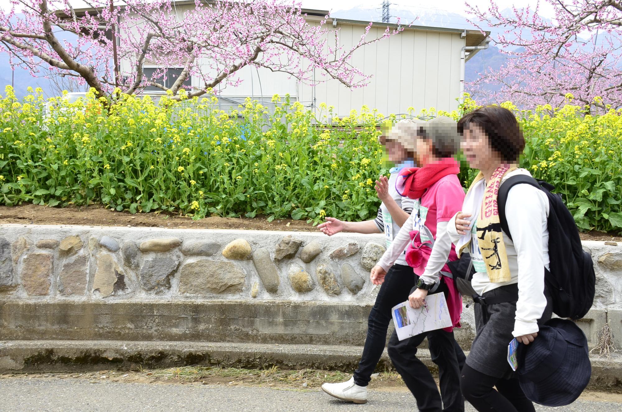 桃と菜の花が咲く道を歩く