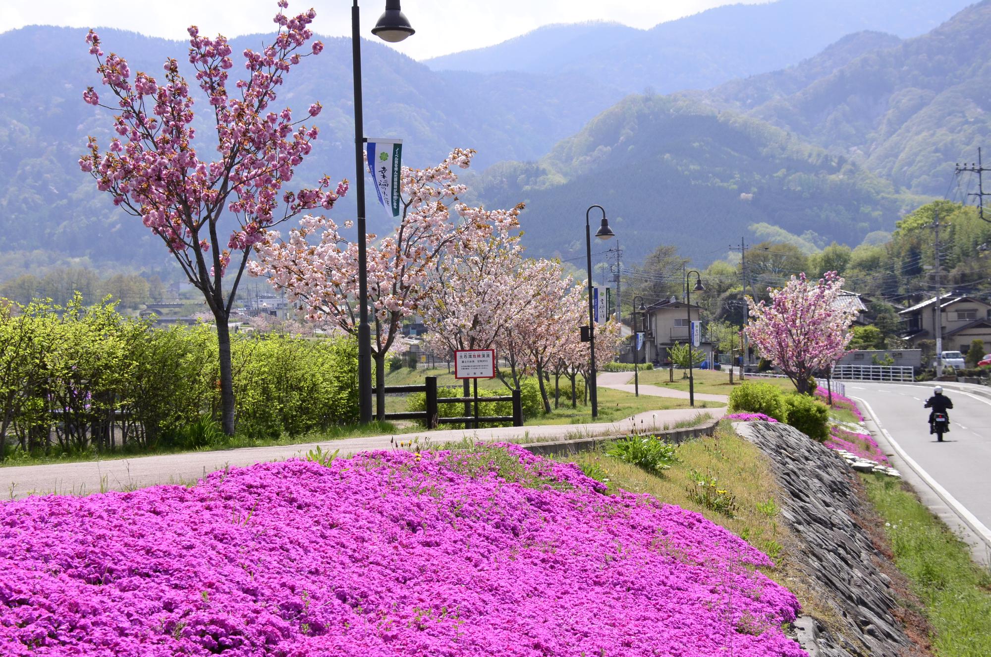 甘利沢川さくら公園の花