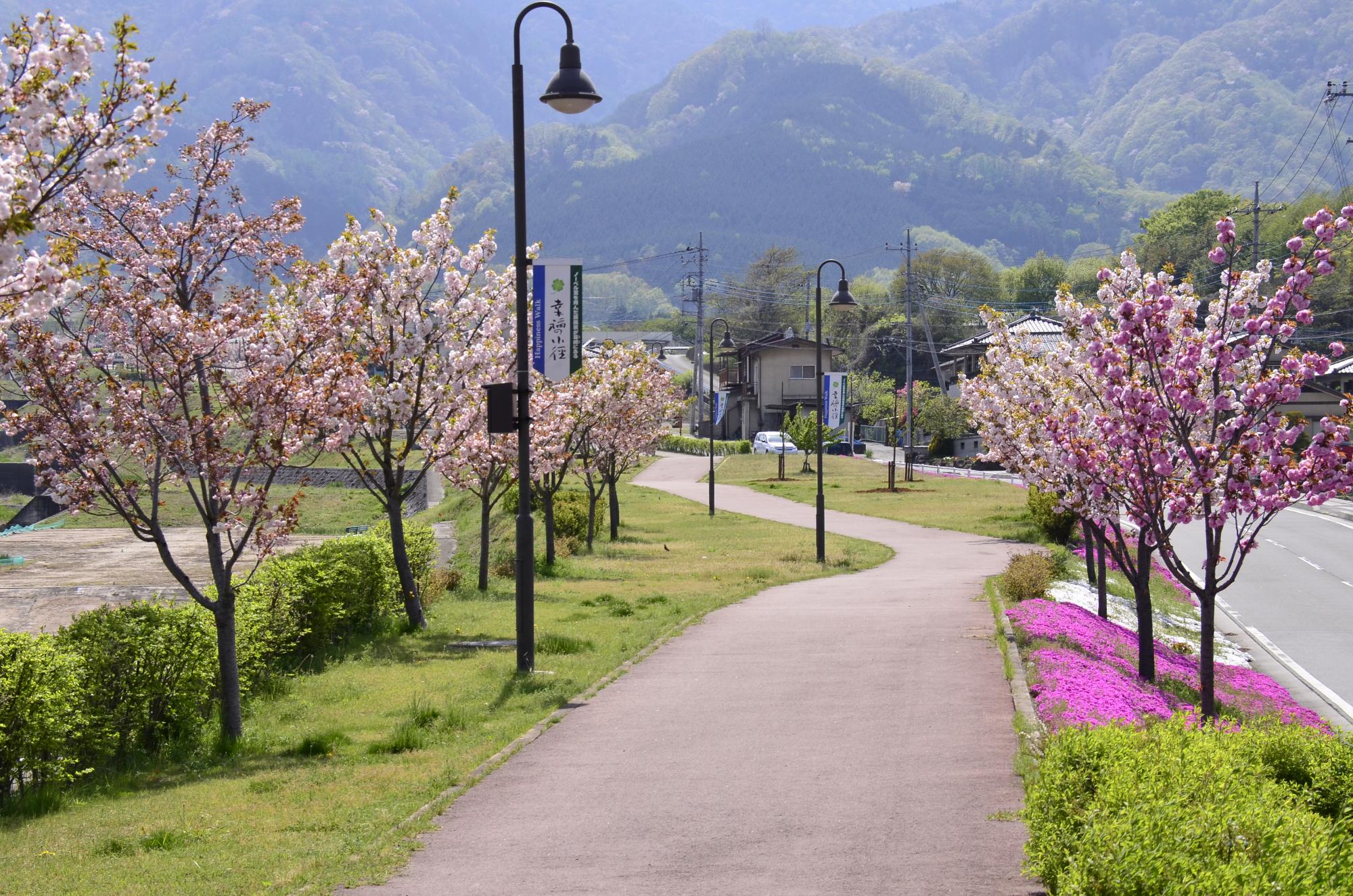 甘利沢川さくら公園の花の様子