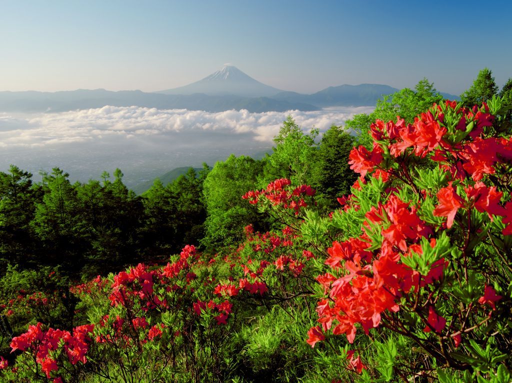 甘利山レンゲツツジと富士山