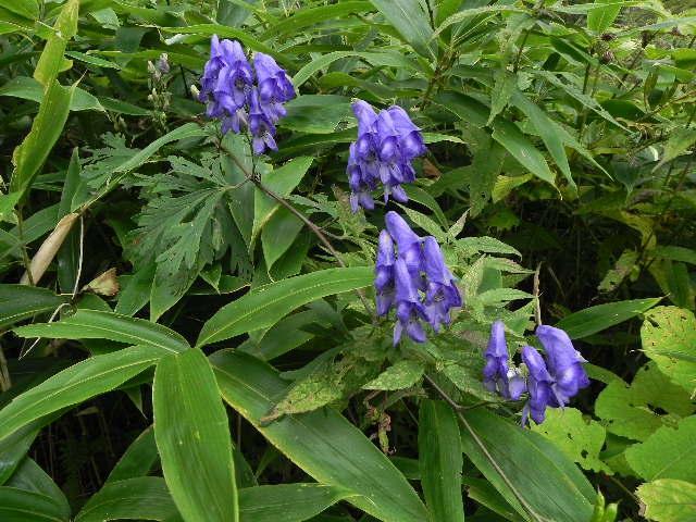 甘利山季節の花