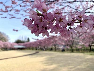 穴山さくら公園0330