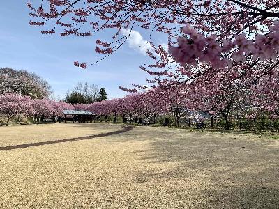 穴山さくら公園0330