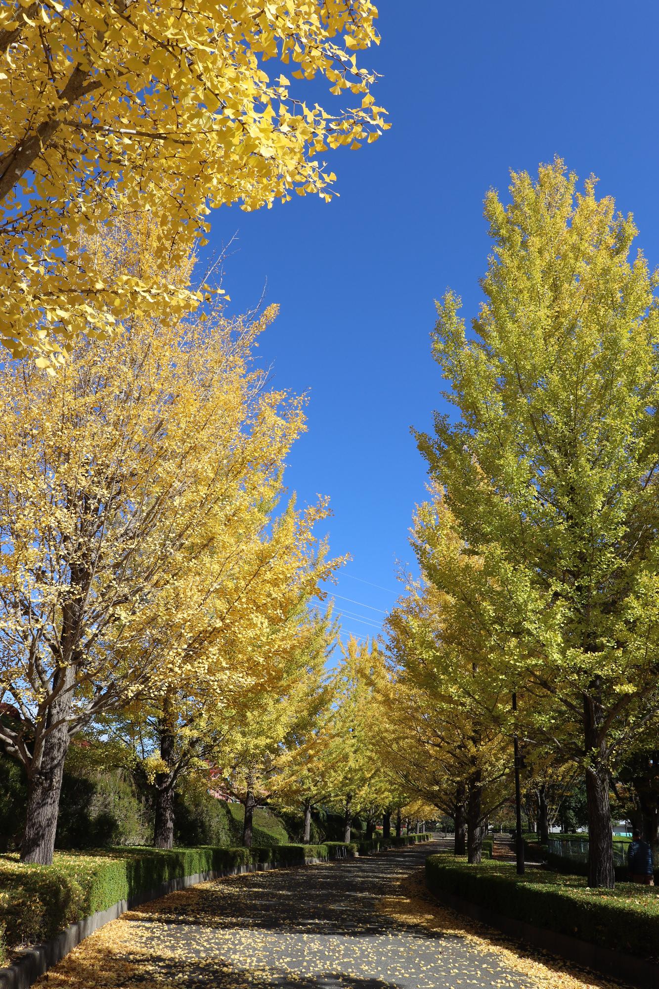 韮崎中央公園のイチョウ並木