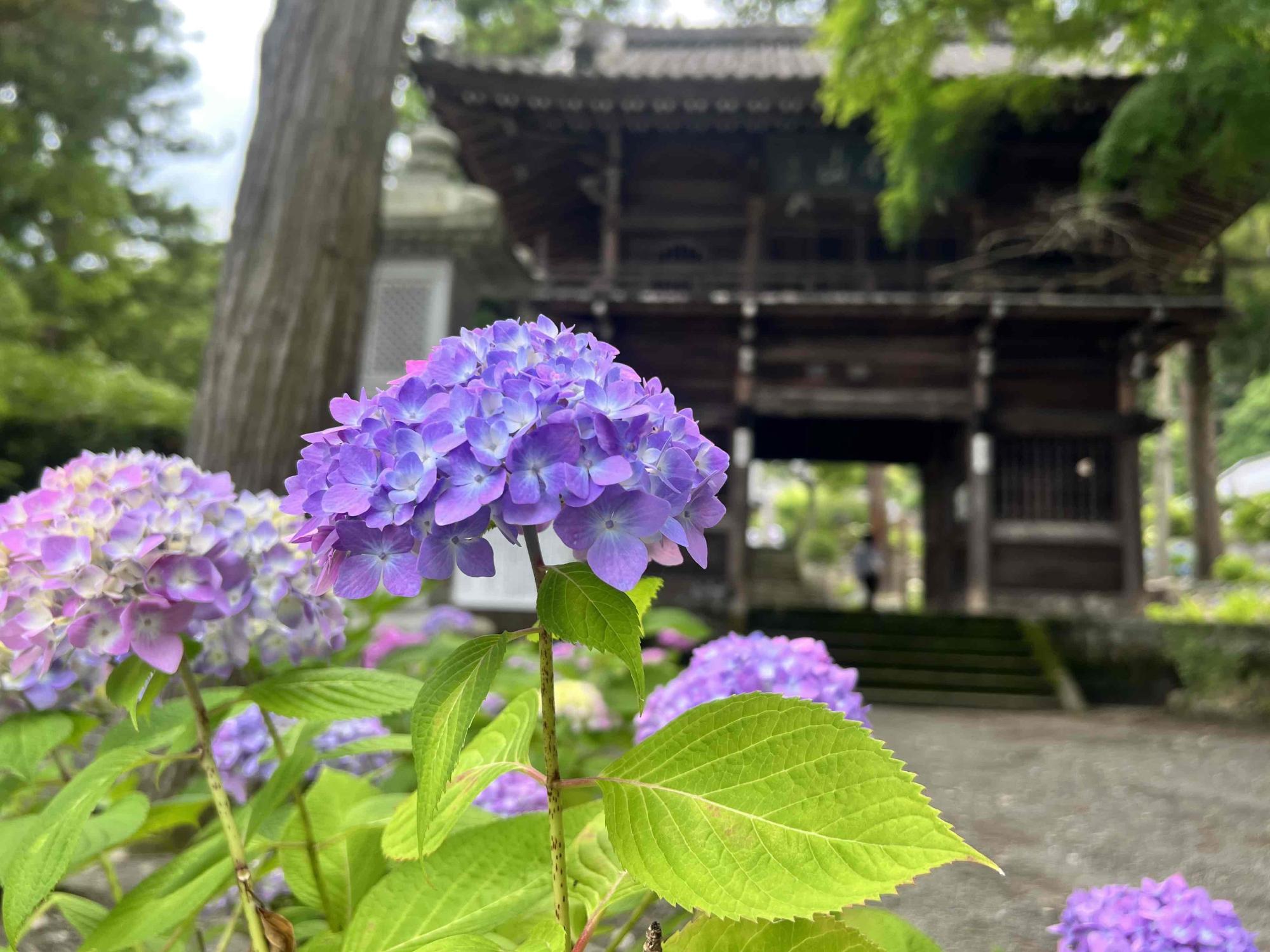 大公寺0616