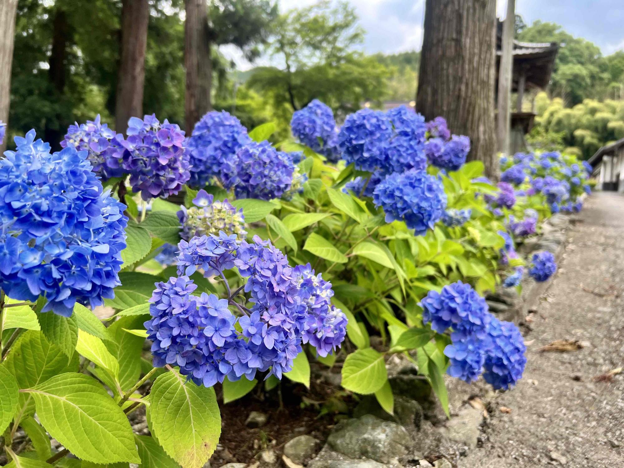 大公寺0616