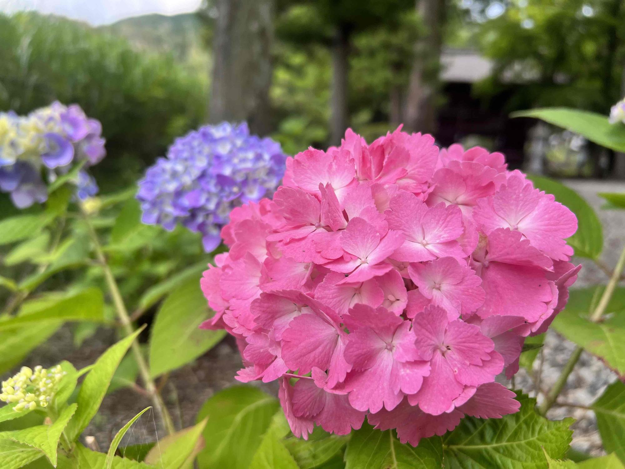 大公寺0616