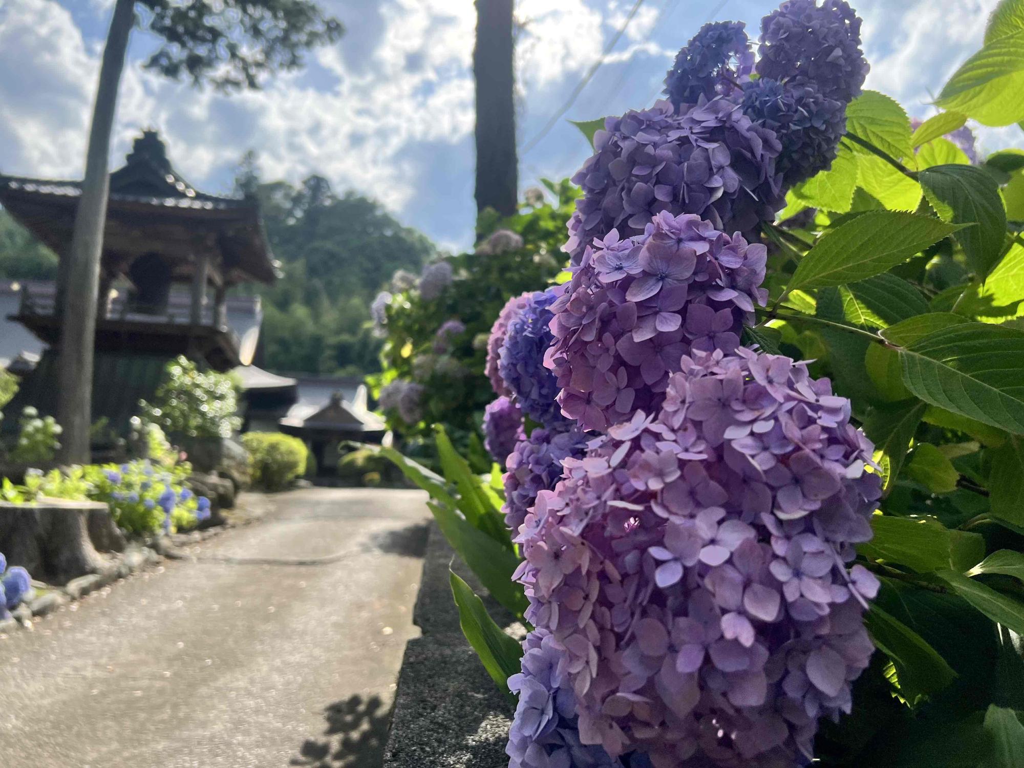 大公寺あじさい0624