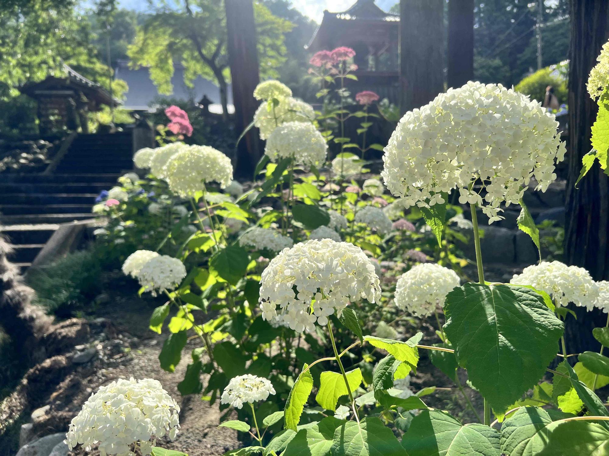 大公寺あじさい0624